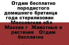Отдам бесплатно породистого домашнего британца. 3 года стерилизован.  - Московская обл., Москва г. Животные и растения » Отдам бесплатно   